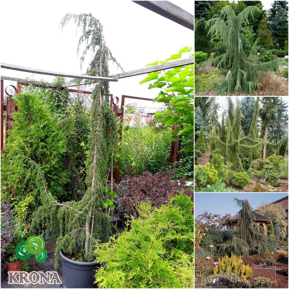 Саджанці купити Ялівець звичайний (Juniperus communis) "Horstman"/H 250 см/АЛЕ 16-18 см/кому