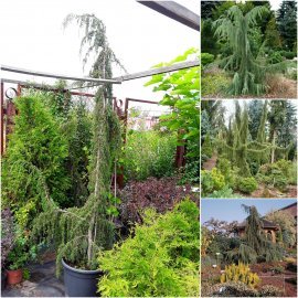 Ялівець звичайний (Juniperus communis) "Horstman"/H 250 см/АЛЕ 16-18 см/кому Ялівець звичайний (Juniperus communis) "Horstman"/H 250 см/АЛЕ 16-18 см/кому