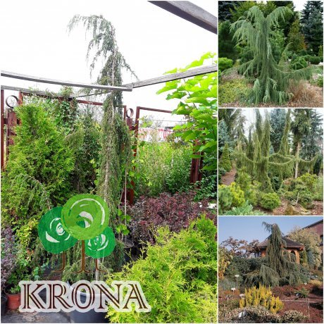 Саджанці купити Ялівець звичайний (Juniperus communis) "Horstman"/H 250 см/АЛЕ 16-18 см/кому