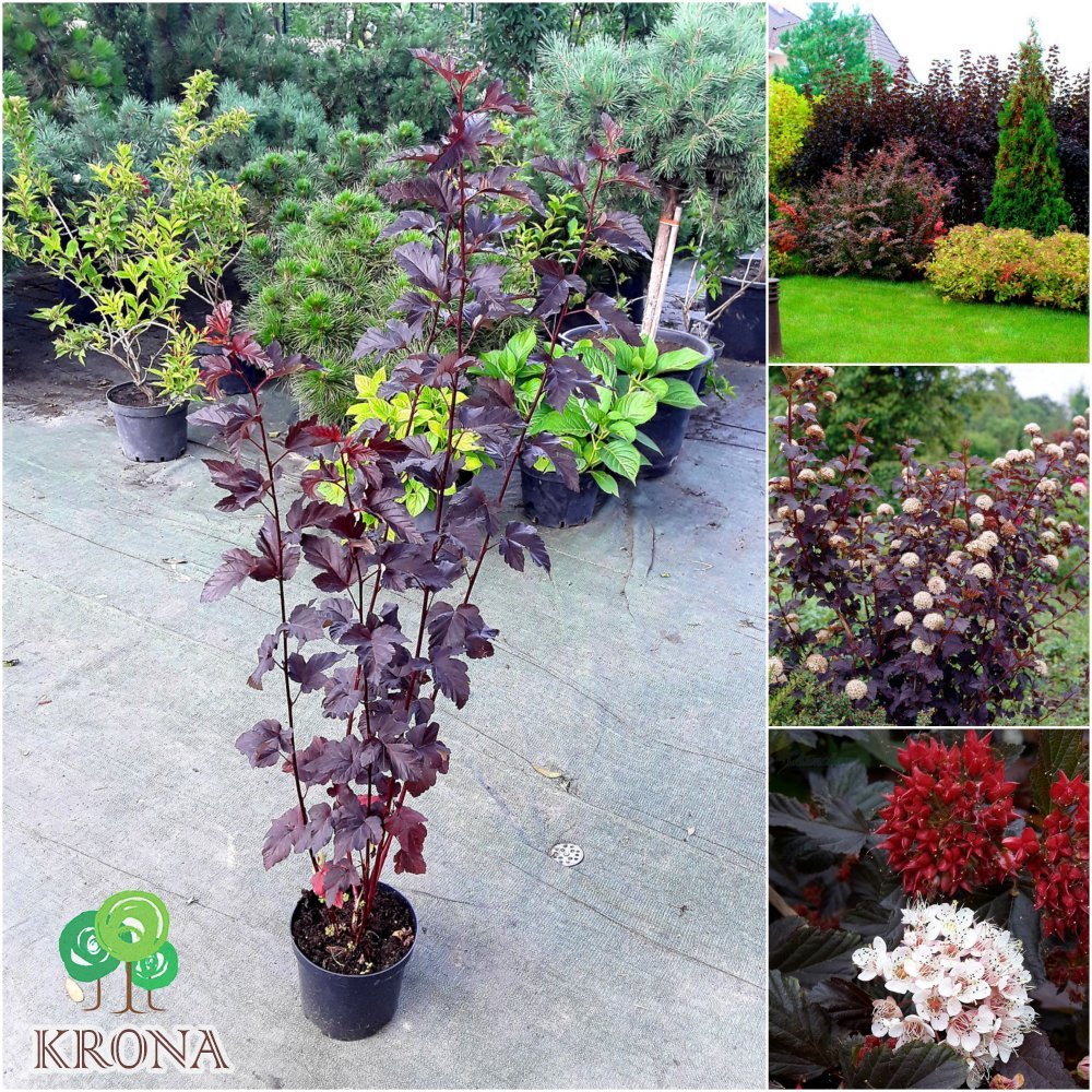 Саджанці купити Пухироплідник калинолистий (Physocarpus opulifolius) "Red Baron" / контейнер C5 L