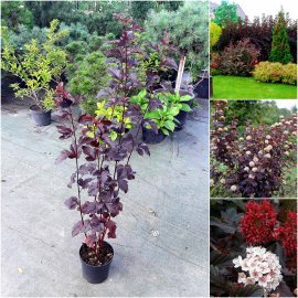 Пухироплідник калинолистий (Physocarpus opulifolius) "Red Baron" / контейнер C5 L