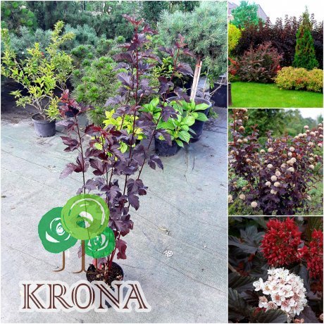 Саджанці купити Пухироплідник калинолистий (Physocarpus opulifolius) "Red Baron" / контейнер C5 L