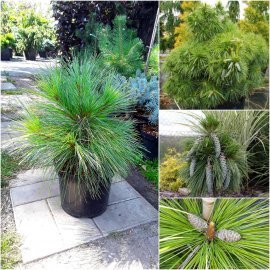 Сосна Шверіна (Pinus schwerinii) "Wiethorst" /Н 20-25 см/контейнер С3 L