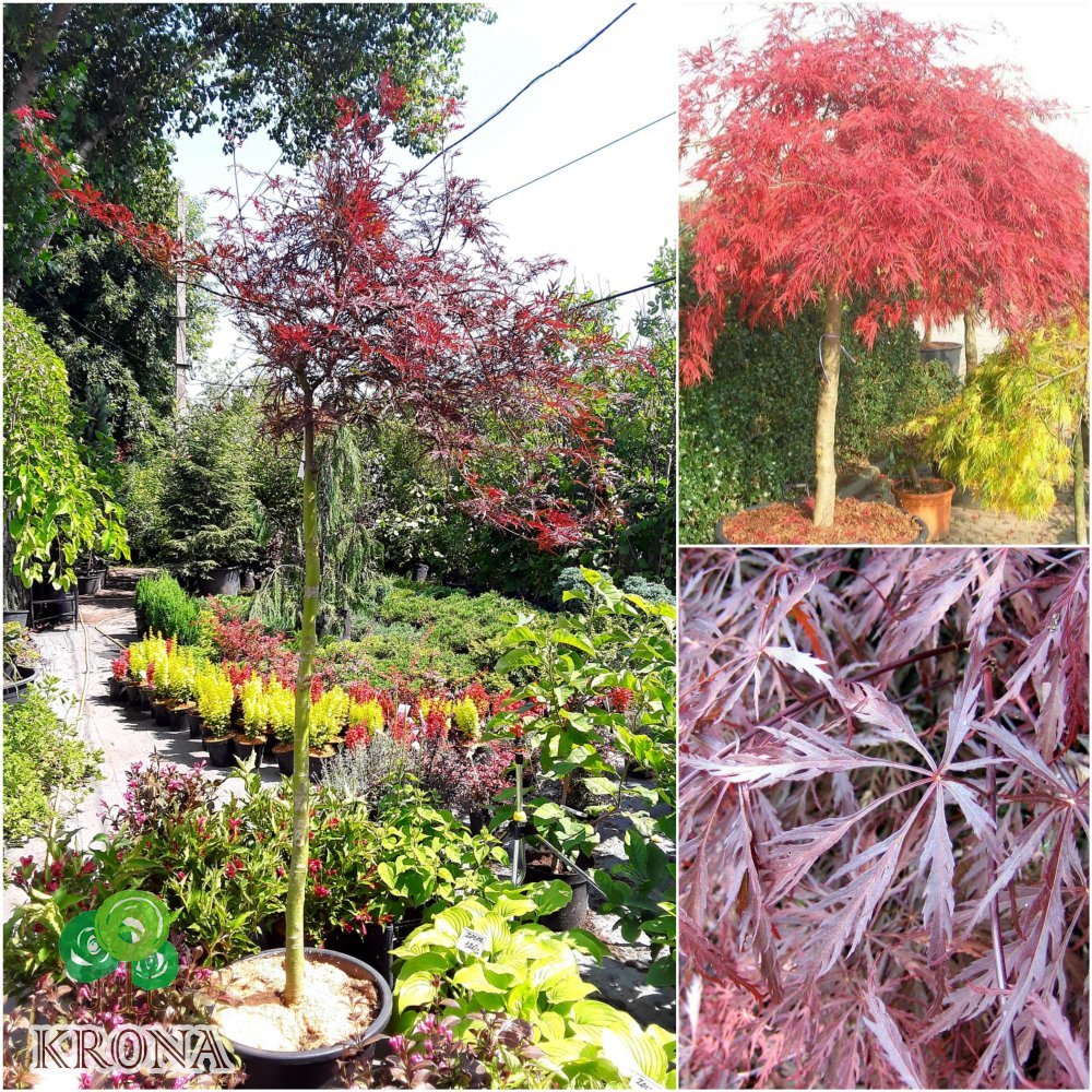 Саджанці купити Клен віяловий (Acer palmatum dissectum) "Garnet"/Stam 70-100 см/контейнер C15 L