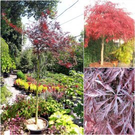 Клен віяловий (Acer palmatum dissectum) "Garnet"/Stam 70-100 см/контейнер C15 L