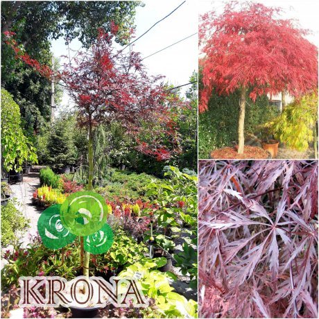 Саджанці купити Клен віяловий (Acer palmatum dissectum) "Garnet"/Stam 70-100 см/контейнер C15 L