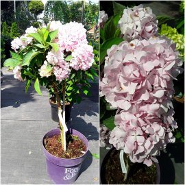 Гортензія крупнолистова (Hydrangea macrophylla) Forever & Ever Pink/Stam 40 см/контейнер С5 L