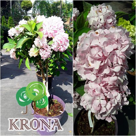 Саджанці купити Гортензія крупнолистова (Hydrangea macrophylla) Forever & Ever Pink/Stam 40 см/контейнер С5 L