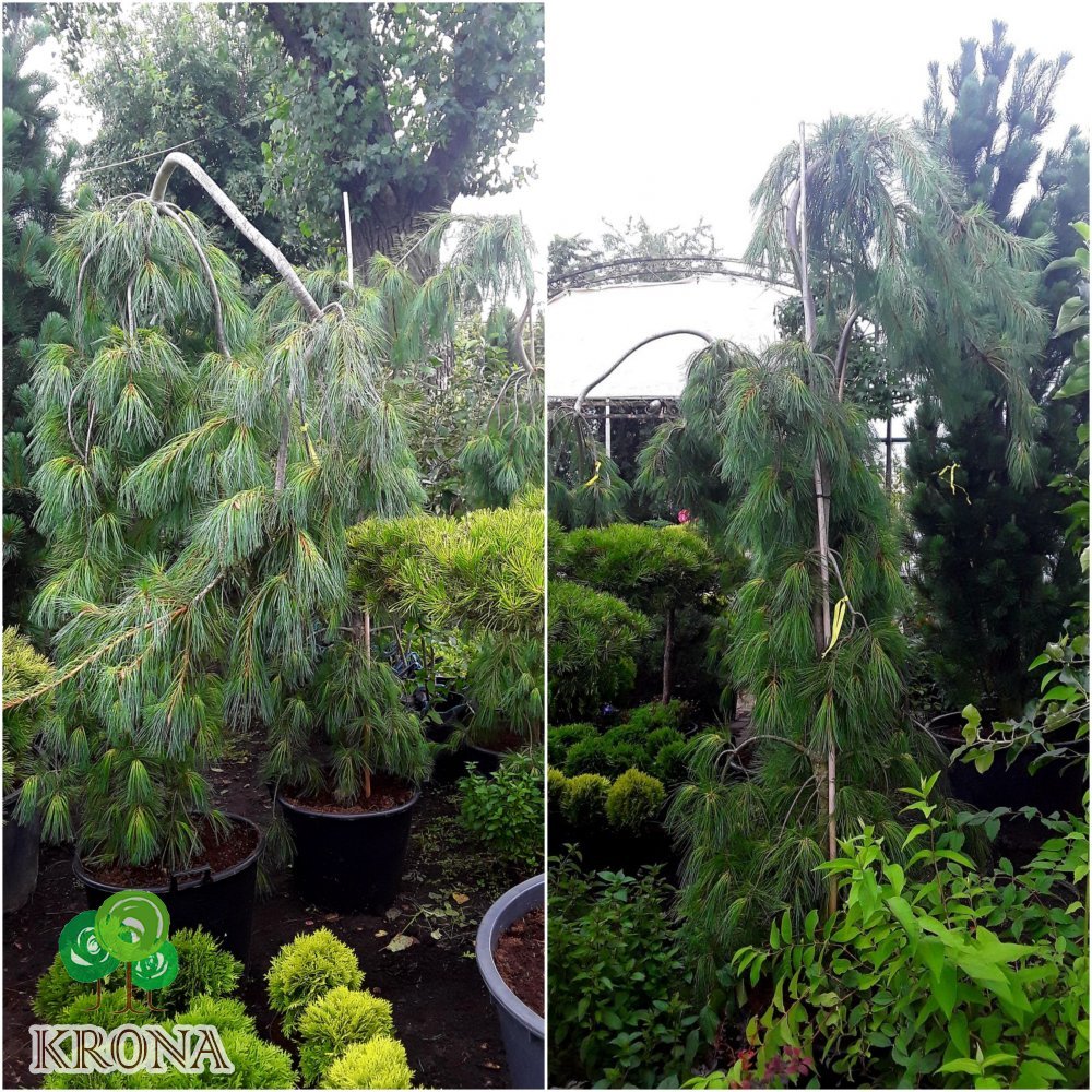 Саджанці купити Сосна Веймутова (Pinus strobus) "Pendula" /Н 160-170 см/контейнер С65 L