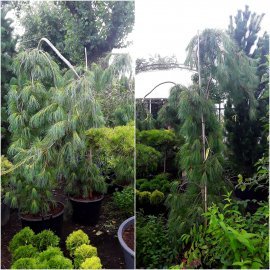 Сосна Веймутова (Pinus strobus) "Pendula" /Н 160-170 см/контейнер С65 L