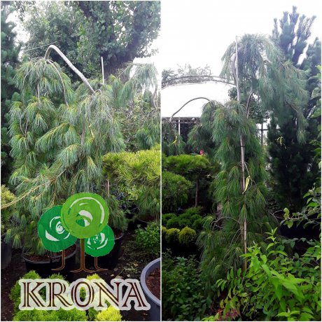 Саджанці купити Сосна Веймутова (Pinus strobus) "Pendula" /Н 160-170 см/контейнер С65 L