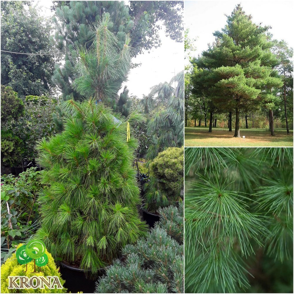 Саджанці купити Сосна Веймутова (Pinus strobus) / H180 см + / контейнер С90 L