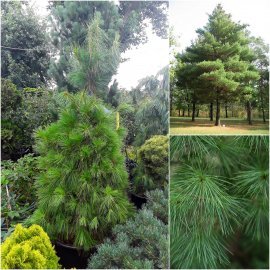 Сосна Веймутова (Pinus strobus) / H180 см + / контейнер С90 L