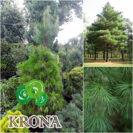 Саджанці купити Сосна Веймутова (Pinus strobus) / H180 см + / контейнер С90 L