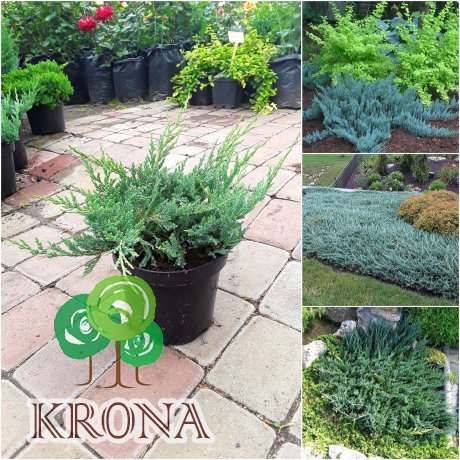 Саджанці купити Ялівець горизонтальний "Блу Чіп" / Juniperus horizontalis "Blue Chip"/ контейнер C5 L