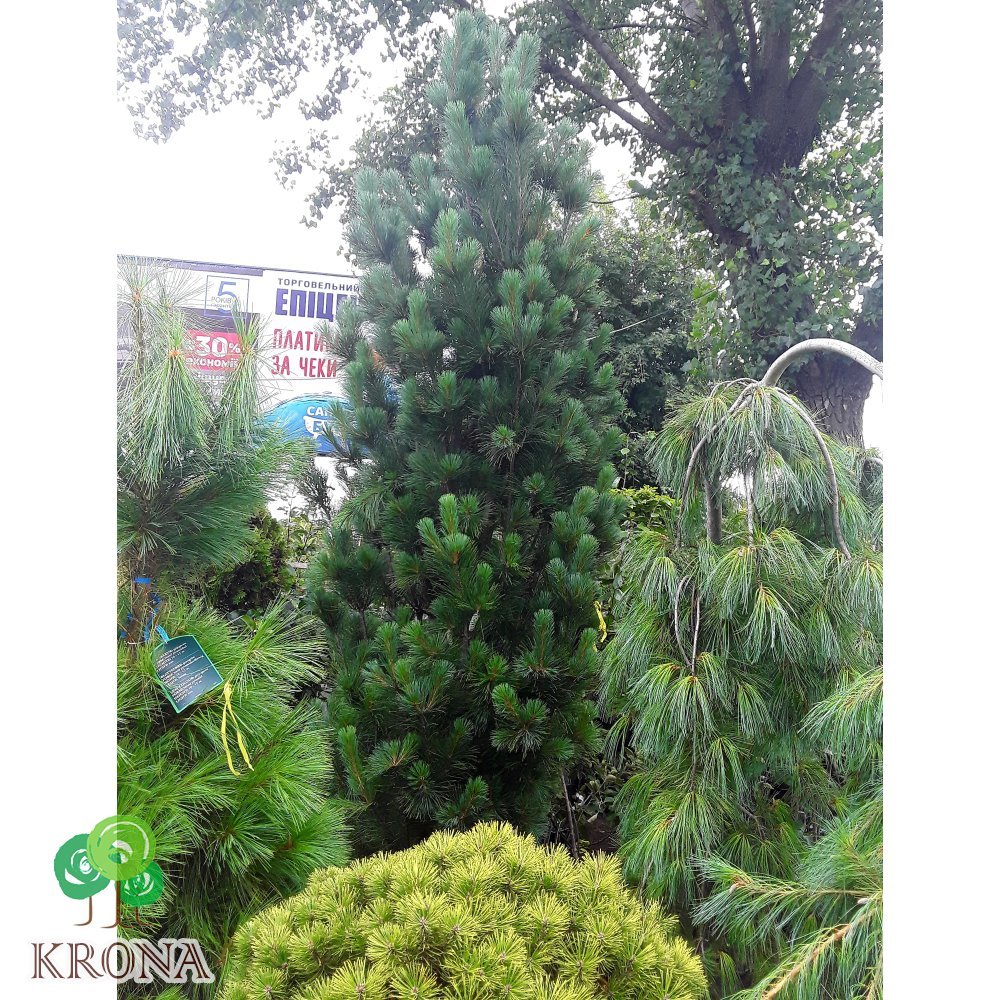 Саджанці купити Сосна веймутова (Pinus strobus) "Stowe Pillar" / Н 300-350 см / З 110 L