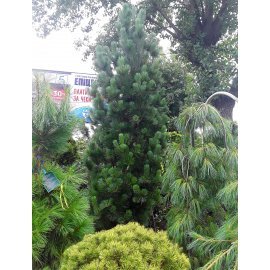Сосна веймутова (Pinus strobus) "Stowe Pillar" / Н 300-350 см / З 110 L