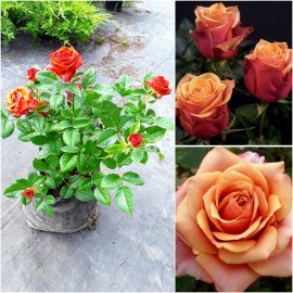 Троянда "Cherry Brandy"/контейнер C7.5 L
