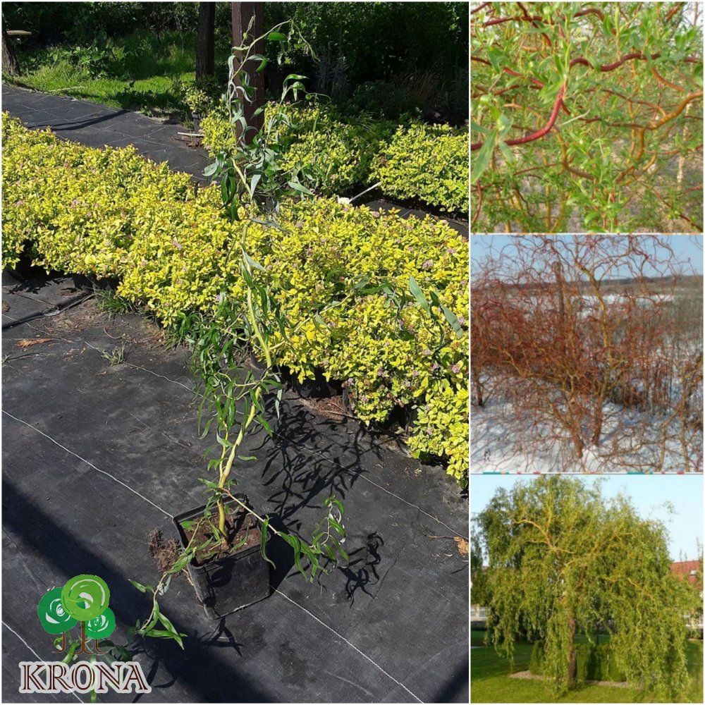 Саджанці купити Верба Матсуди (Salix Matsudana) /Н 100-130 см/ контейнер