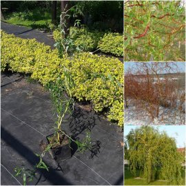 Верба Матсуди (Salix Matsudana) /Н 100-130 см/ контейнер