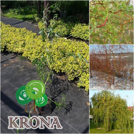 Саджанці купити Верба Матсуди (Salix Matsudana) /Н 100-130 см/ контейнер