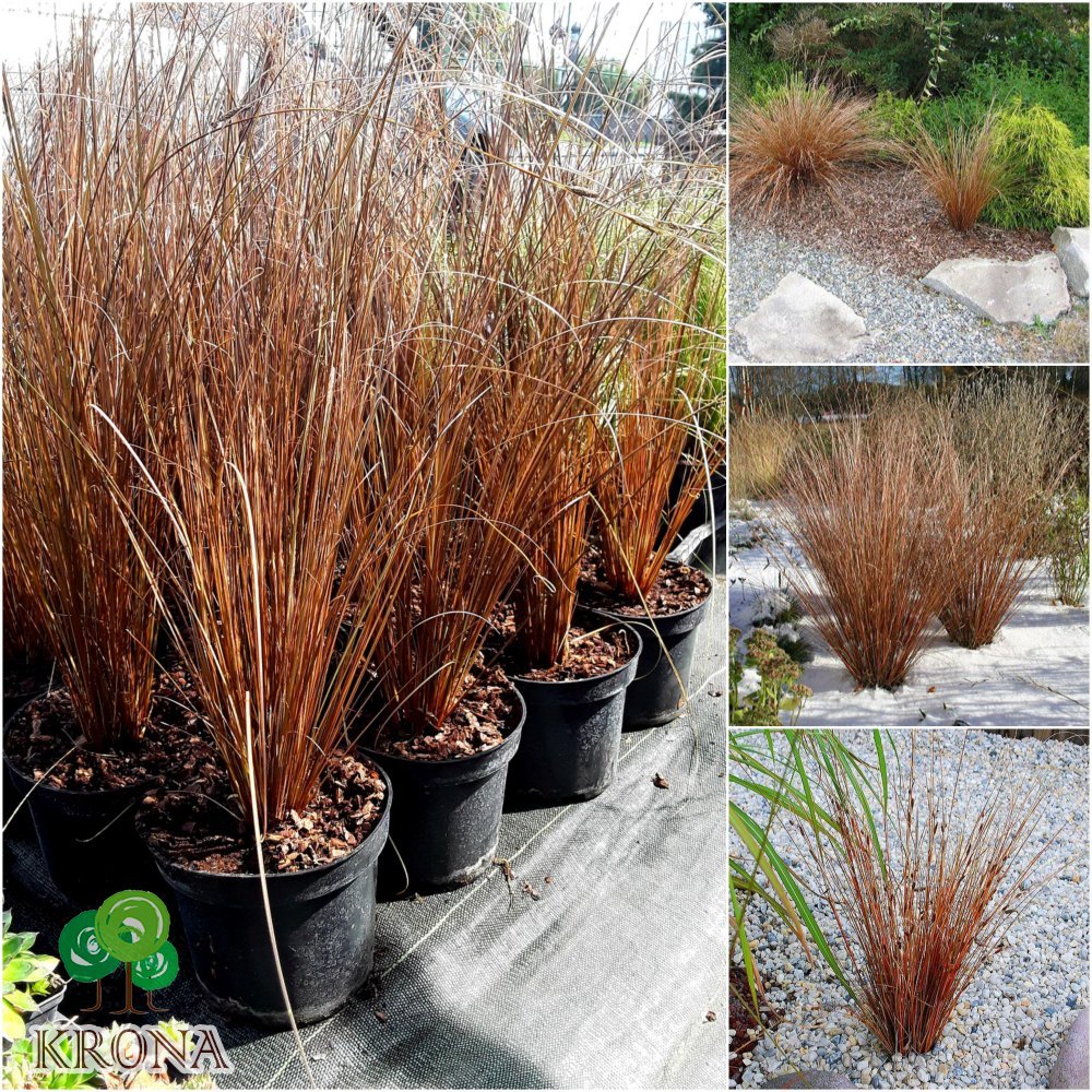 Саджанці купити Осока Бьюкенена (лат. Carex buchananii) / контейнер С5 L