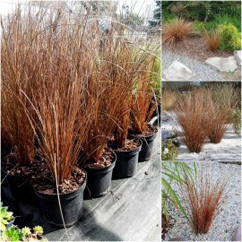 Осока Бьюкенена (лат. Carex buchananii) / контейнер С5 L Осока Бьюкенена (лат. Carex buchananii) / контейнер С5 L