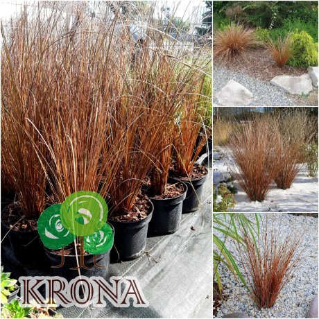 Саджанці купити Осока Бьюкенена (лат. Carex buchananii) / контейнер С5 L