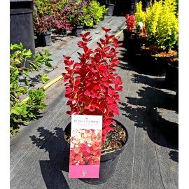 Барбарис Тунберга (Berberis thunbergii) "Orange Ice" / контейнер С3 L