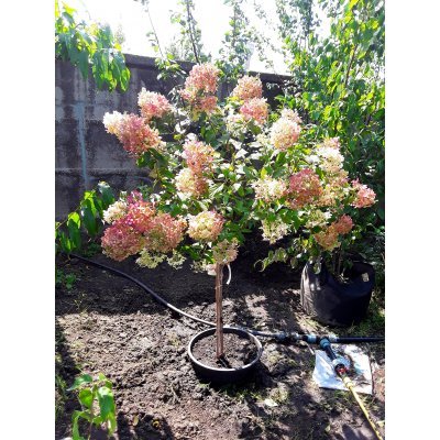 Саджанці купити Гортензія волотиста (Hydrangea paniculata) "Phantom" /Stam 80 см/ контейнер