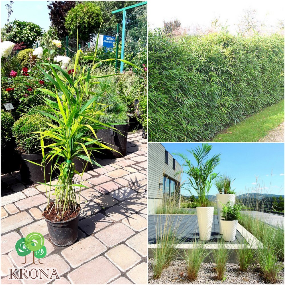 Саджанці купити Бамбук (Phyllostachys) "Viridiglaucescens" / контейнер С2 L