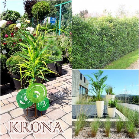 Саджанці купити Бамбук (Phyllostachys) "Viridiglaucescens" / контейнер С2 L