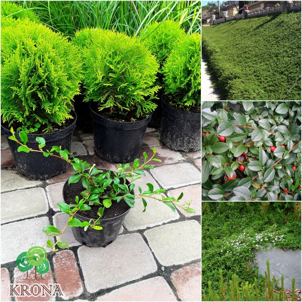 Саджанці купити Кизильник Даммера (Cotoneaster Dammeri) "Major"/контейнер С2 L
