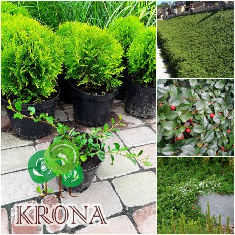 Саджанці купити Кизильник Даммера (Cotoneaster Dammeri) "Major"/контейнер С2 L
