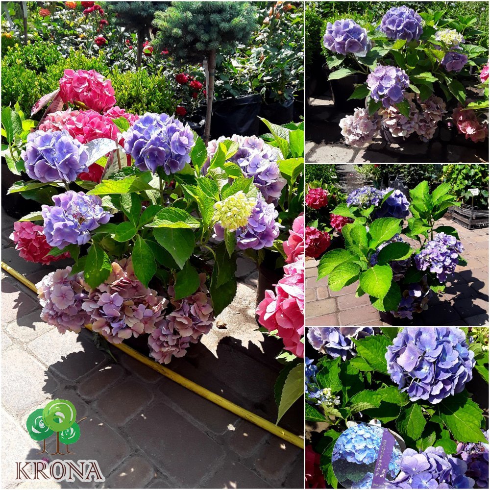 Саджанці купити Гортензія крупнолистова (Hydrangea macrophylla) Forever & Ever Blue / контейнер С5 L