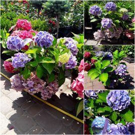 Гортензія крупнолистова (Hydrangea macrophylla) Forever & Ever Blue / контейнер С5 L