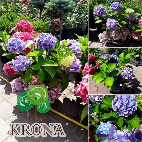 Саджанці купити Гортензія крупнолистова (Hydrangea macrophylla) Forever & Ever Blue / контейнер С5 L