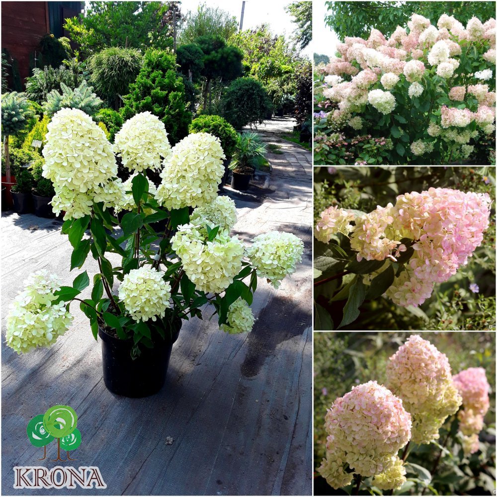 Саджанці купити Гортензія волотиста "Меджикал Світ Саме"/ (Hydrangea paniculata) "Magical Sweet Summer"/ контейнер С3  L