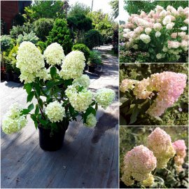 Гортензія волотиста "Меджикал Світ Саме"/ (Hydrangea paniculata) "Magical Sweet Summer"/ контейнер С3 L Гортензія волотиста "Меджикал Світ Саме"/ (Hydrangea paniculata) "Magical Sweet Summer"/ контейнер С3 L