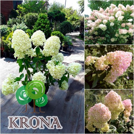 Саджанці купити Гортензія волотиста "Меджикал Світ Саме"/ (Hydrangea paniculata) "Magical Sweet Summer"/ контейнер С3  L