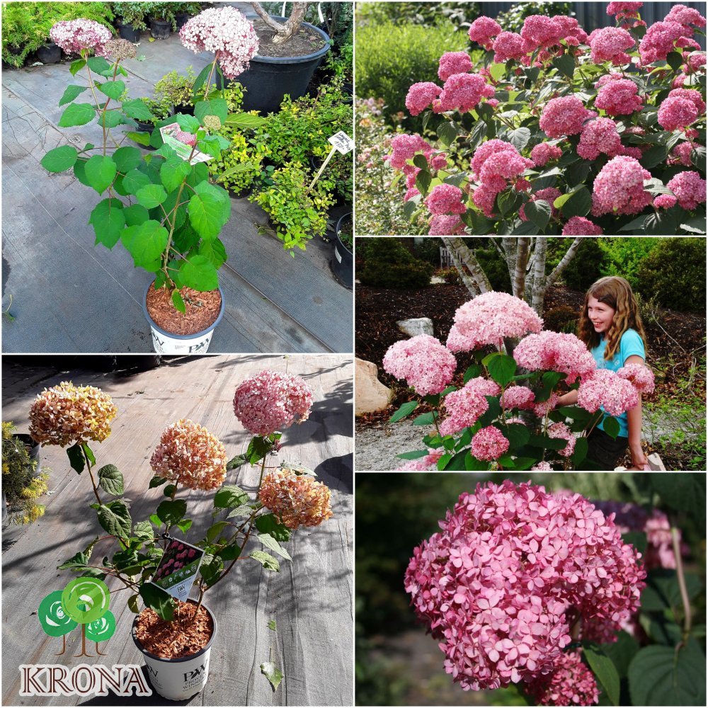 Саджанці купити Гортензія деревоподібна (Hydrangea arborescens) "Pink Annabelle"/Н 40-60 см/контейнер С5 L