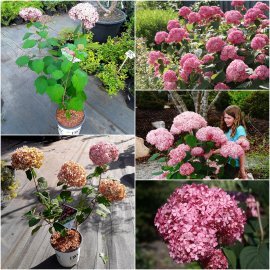 Гортензія деревоподібна (Hydrangea arborescens) "Pink Annabelle"/Н 40-60 см/контейнер С5 L