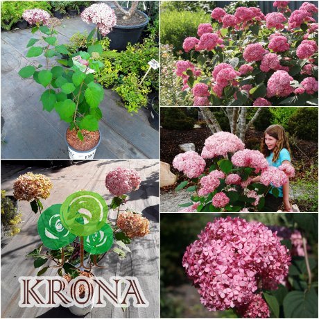 Саджанці купити Гортензія деревоподібна (Hydrangea arborescens) "Pink Annabelle"/Н 40-60 см/контейнер С5 L