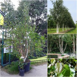 Береза корисна (Betula utilis) "Doorenbos" багатоствольна/Н 280-300 см/контейнер С160 L