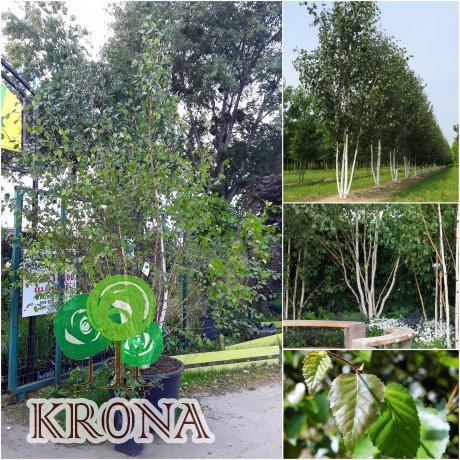 Саджанці купити Береза корисна (Betula utilis) "Doorenbos" багатоствольна/Н 280-300 см/контейнер С160 L