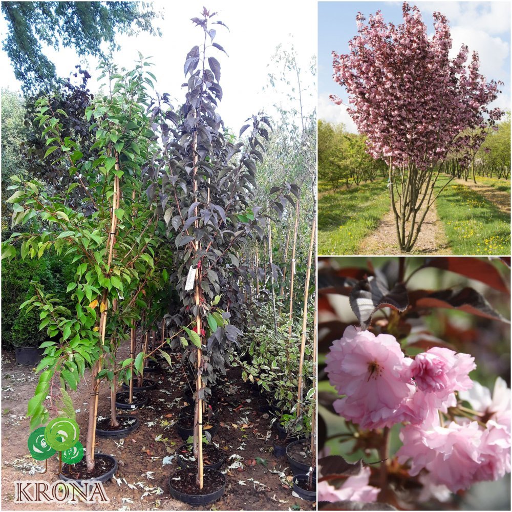Саджанці купити Сакура дрібнопильчаста "Роял Бургунді (Prunus serrulata) "Royal Burgundy"/H 300+ см/ком