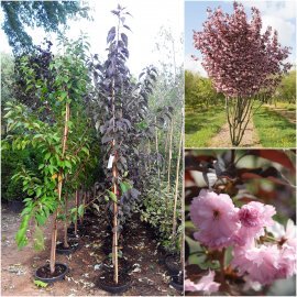 Сакура дрібнопильчаста "Роял Бургунді (Prunus serrulata) "Royal Burgundy"/H 300+ см/ком