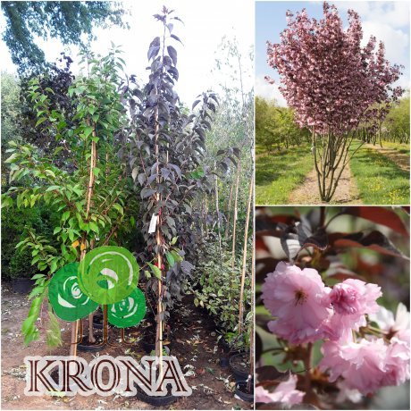 Саджанці купити Сакура дрібнопильчаста "Роял Бургунді (Prunus serrulata) "Royal Burgundy"/H 300+ см/ком