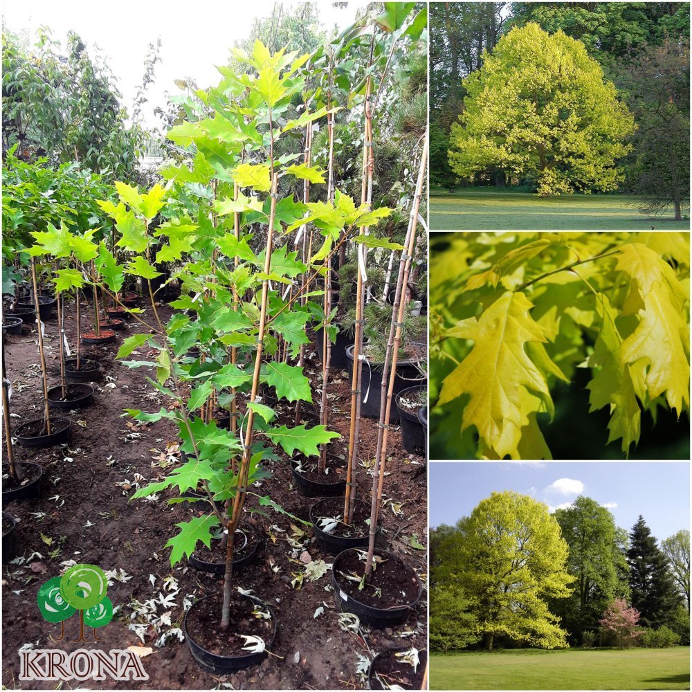 Саджанці купити Дуб червоний (Quercus rubra) "Aurea" /Н 200 см+/ контейнер С10 L