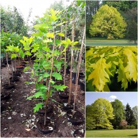 Дуб червоний (Quercus rubra) "Aurea" /Н 200 см+/ контейнер С10 L
